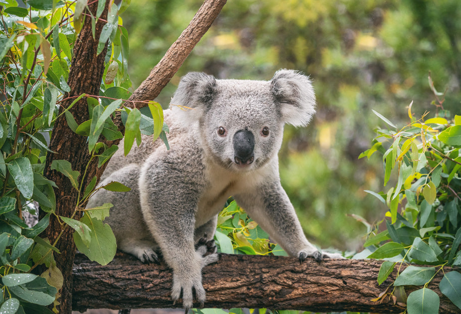 Our koala-inspired range is assisting the Port Macquarie Koala Hospital!